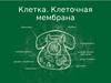 Клетка. Клеточная мембрана