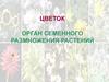 Цветок, его строение и значение