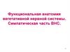 Функциональная анатомия вегетативной нервной системы. Симпатическая часть ВНС