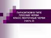 Паразитизм в типе плоские черви. Класс ленточные черви (часть 2)