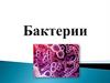 Бактерии