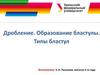 Дробление. Образование бластулы. Типы бластул