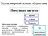 Состав иммунной системы: общая схема