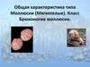 Тип моллюски (мягкотелые). Класс брюхоногие моллюски