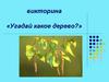 Викторина «Угадай какое дерево?»