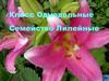 Класс Однодольные. Семейство Лилейные