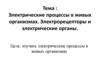 Электрические процессы в живых организмах. Электрорецепторы и электрические органы