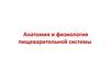 Анатомия и физиология пищеварительной системы