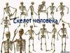 Скелет поясов и конечностей
