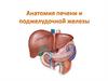 Анатомия печени и поджелудочной железы