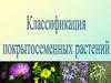 Классификация покрытосеменных растений