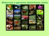 Животные и растения тропических лесов