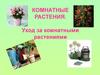 Уход за комнатными растениями
