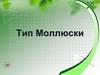 Тип Моллюски