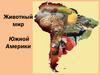 Животный мир Южной Америки