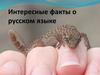 Интересные факты о русском языке