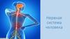 Нервная система человека