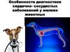 Диагностика сердечно-сосудистых заболеваний у мелких животных