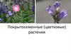Покрытосеменные (цветковые) растения