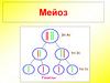 Мейоз. Клетки организма