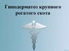 Гиподерматоз крупного рогатого скота