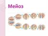 Мейоз. Интерфазы