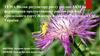 Вплив регулятору росту рослин АКМ на формування продуктивності рослин сафлору красильного сорту Живчик