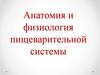Анатомия и физиология пищеварительной системы