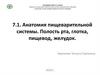 Анатомия пищеварительной системы. Полость рта, глотка, пищевод, желудок