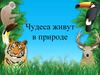 Чудеса живут в природе