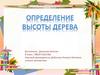 Определение высоты дерева