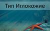 Тип Иглокожие