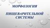 Морфология системы пищеварения