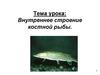 Внутреннее строение костной рыбы