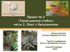 «Такие разные стебли» часть 2. Опыт с бальзамином