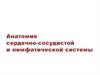 Анатомия сердечно-сосудистой и лимфатической системы