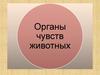 Органы чувств животных