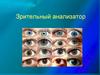 Зрительный анализатор