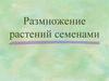 Размножение растений семенами