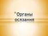 Органы осязания