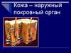 Кожа – наружный покровный орган