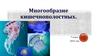 Многообразие кишечнополостных. 7 класс