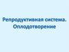 Репродуктивная система. Оплодотворение
